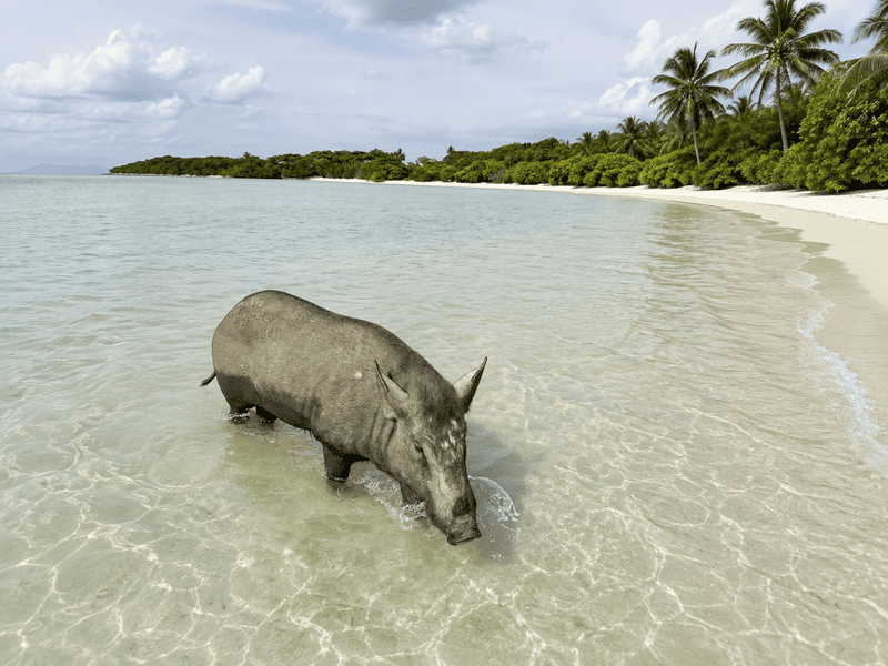 What to Prepare Before You Land in Koh Samui (6)