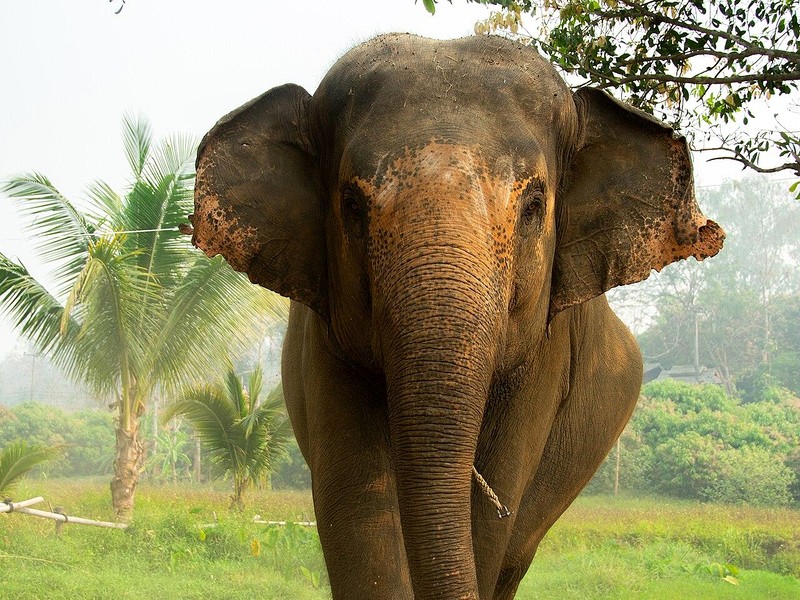 Elephant sanctuary experience illustrative